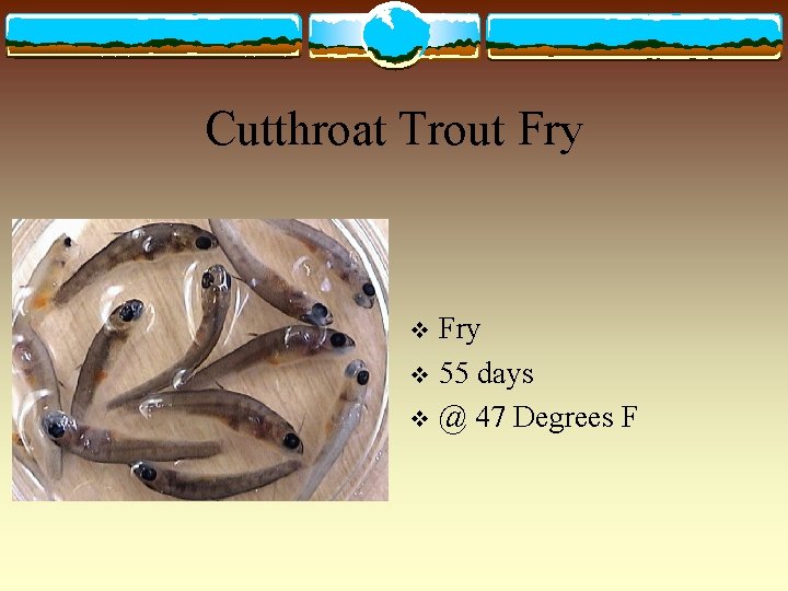 Cutthroat Trout Fry v 55 days v @ 47 Degrees F v 