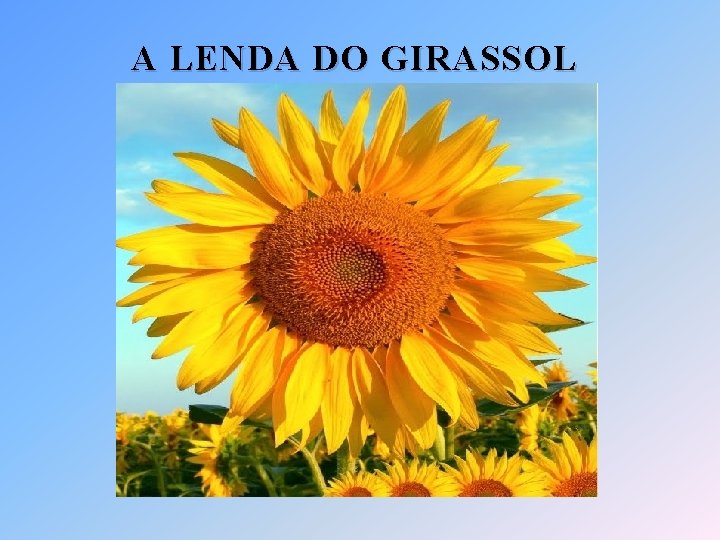 A LENDA DO GIRASSOL 