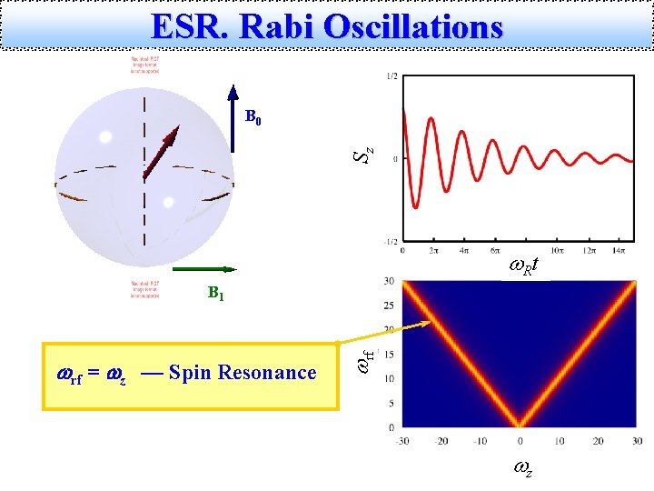 ESR. Rabi Oscillations Sz B 0 w. R t wrf = wz — Spin