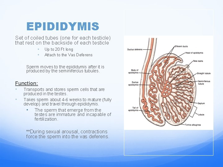 EPIDIDYMIS Set of coiled tubes (one for each testicle) that rest on the backside
