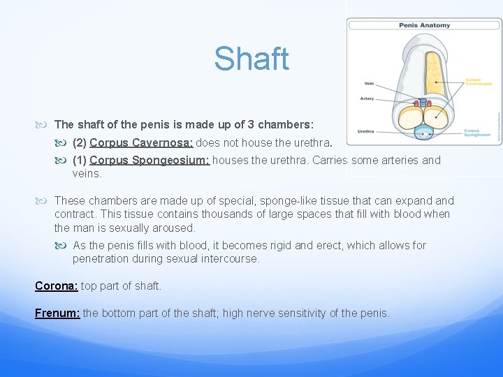 Shaft The shaft of the penis is made up of 3 chambers: (2) Corpus