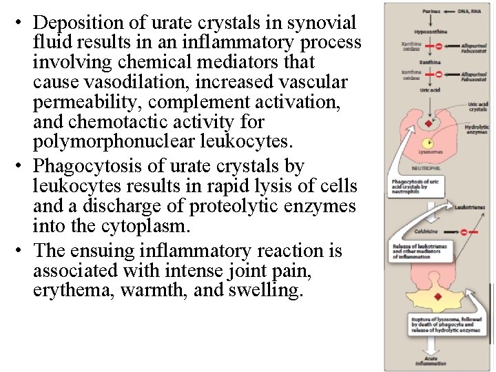 • Deposition of urate crystals in synovial fluid results in an inflammatory process • Deposition of urate crystals in synovial fluid results in an inflammatory process