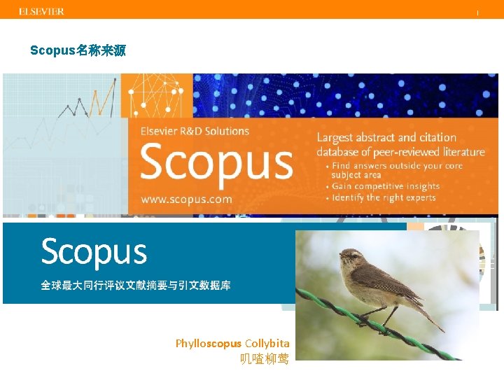 | Scopus名称来源 Phylloscopus Collybita 叽喳柳莺 | Scopus名称来源 Phylloscopus Collybita 叽喳柳莺