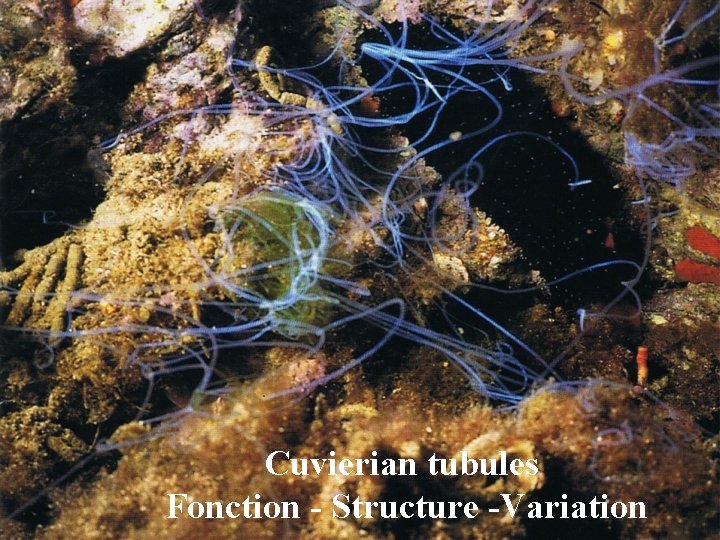 Cuvierian tubules Fonction - Structure -Variation 