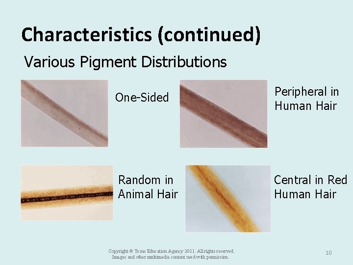 Characteristics (continued) Various Pigment Distributions One-Sided Peripheral in Human Hair Random in Animal Hair