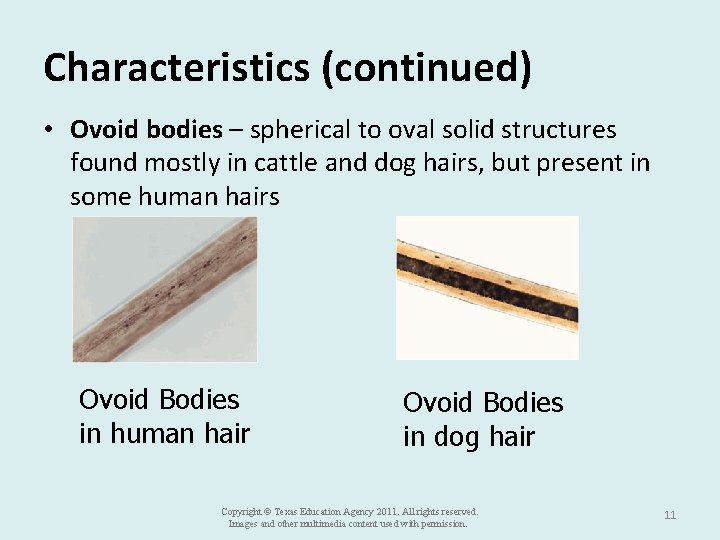 Characteristics (continued) • Ovoid bodies – spherical to oval solid structures found mostly in