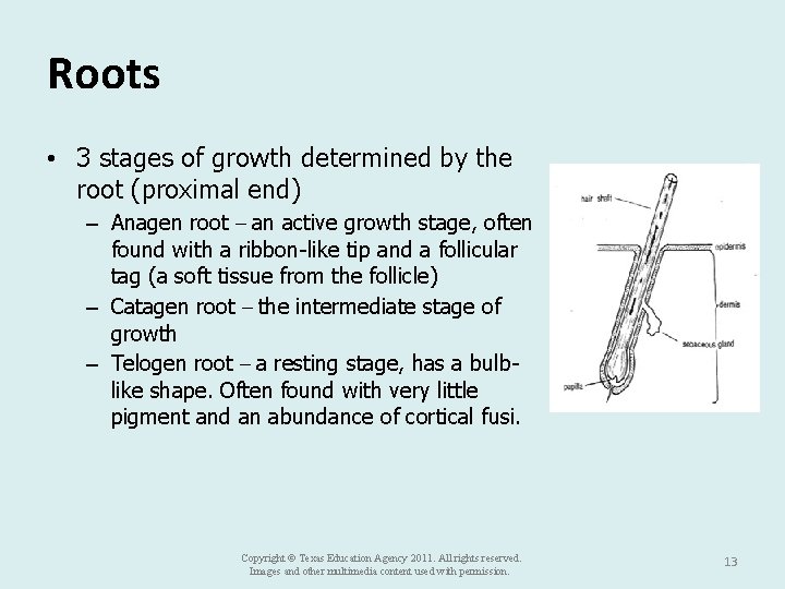 Roots • 3 stages of growth determined by the root (proximal end) – Anagen