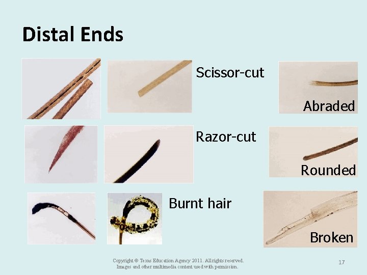 Distal Ends Scissor-cut Abraded Razor-cut Rounded Burnt hair Broken Copyright © Texas Education Agency