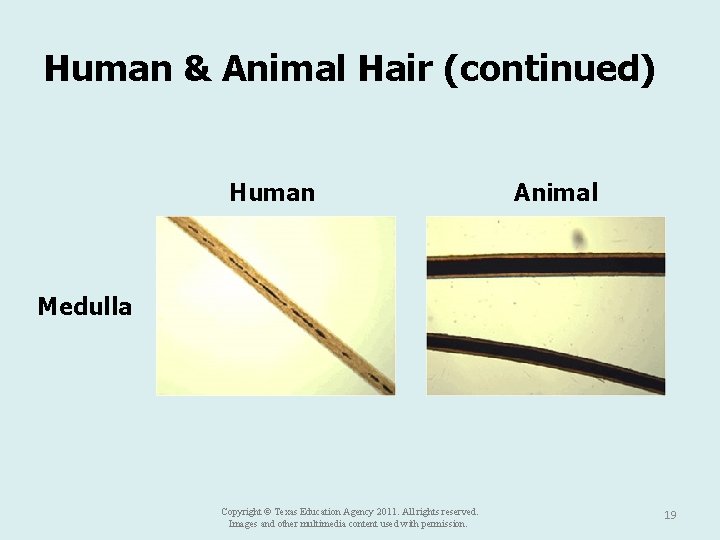 Human & Animal Hair (continued) Human Animal Medulla Copyright © Texas Education Agency 2011.