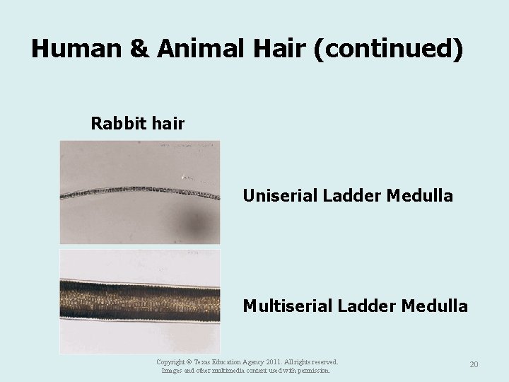 Human & Animal Hair (continued) Rabbit hair Uniserial Ladder Medulla Multiserial Ladder Medulla Copyright