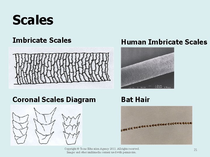 Scales Imbricate Scales Human Imbricate Scales Coronal Scales Diagram Bat Hair Copyright © Texas