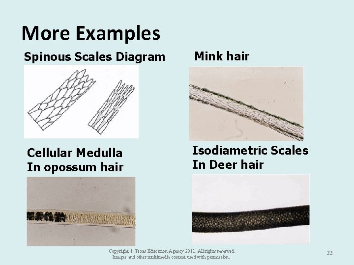 More Examples Spinous Scales Diagram Mink hair Cellular Medulla In opossum hair Isodiametric Scales