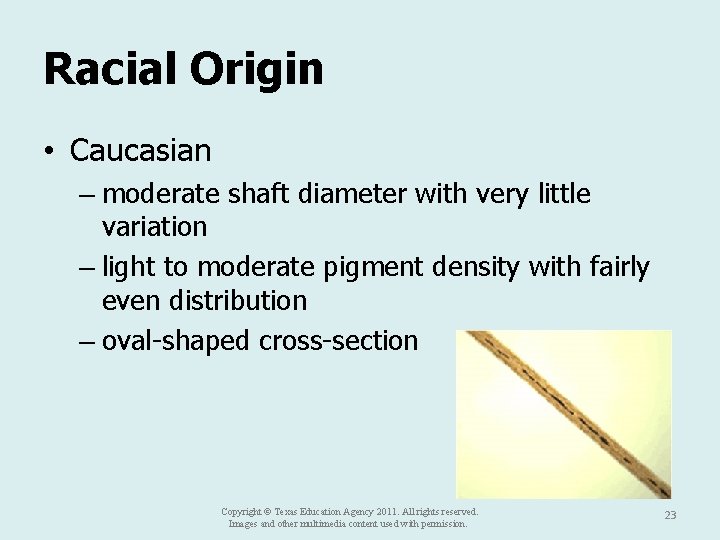 Racial Origin • Caucasian – moderate shaft diameter with very little variation – light