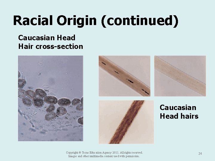 Racial Origin (continued) Caucasian Head Hair cross-section Caucasian Head hairs Copyright © Texas Education