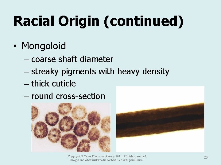 Racial Origin (continued) • Mongoloid – coarse shaft diameter – streaky pigments with heavy