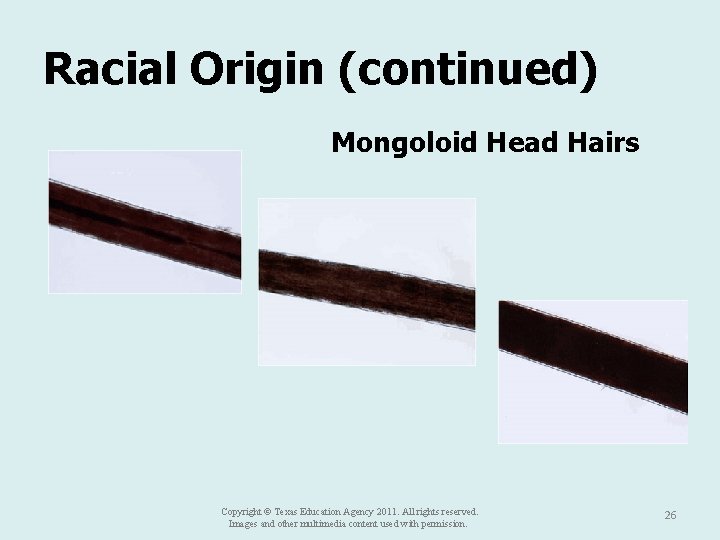 Racial Origin (continued) Mongoloid Head Hairs Copyright © Texas Education Agency 2011. All rights