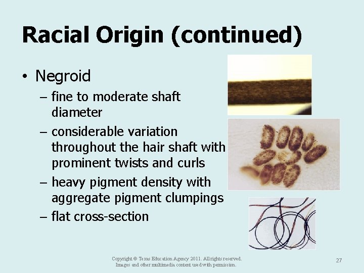 Racial Origin (continued) • Negroid – fine to moderate shaft diameter – considerable variation