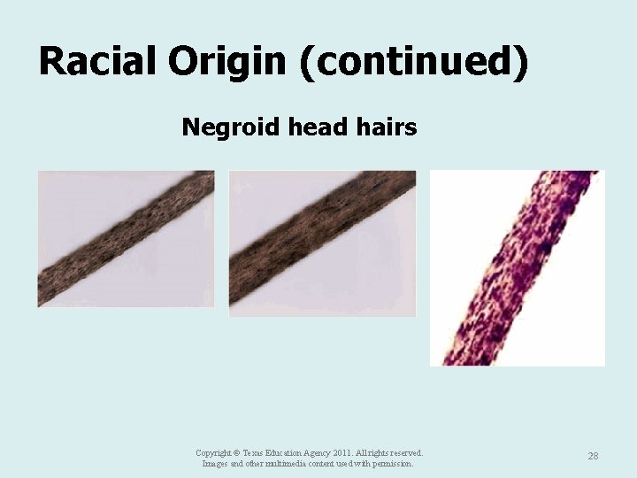 Racial Origin (continued) Negroid head hairs Copyright © Texas Education Agency 2011. All rights