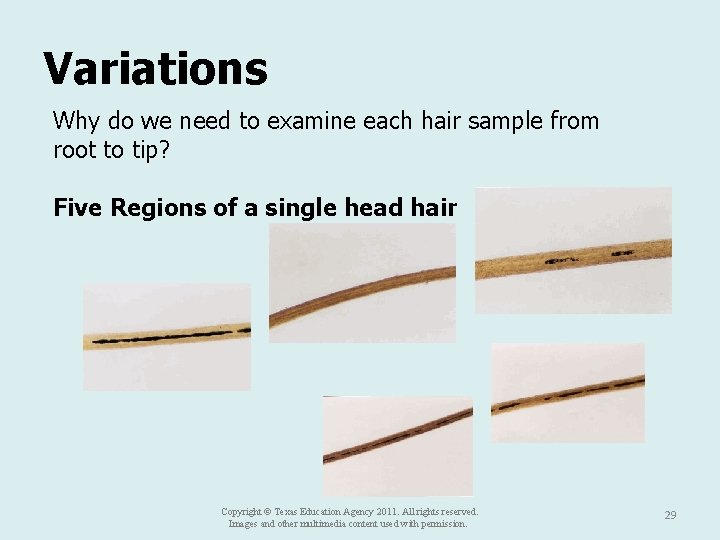 Variations Why do we need to examine each hair sample from root to tip?