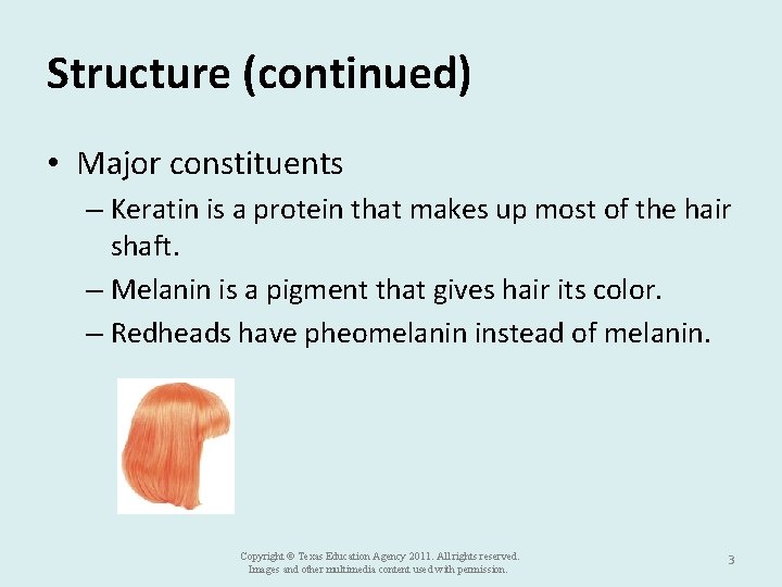 Structure (continued) • Major constituents – Keratin is a protein that makes up most