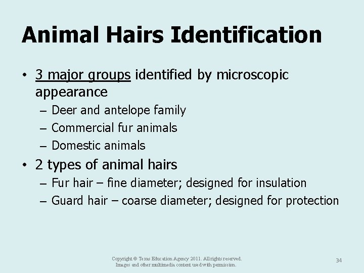 Animal Hairs Identification • 3 major groups identified by microscopic appearance – Deer and