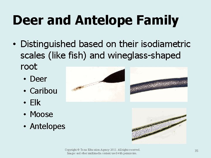 Deer and Antelope Family • Distinguished based on their isodiametric scales (like fish) and