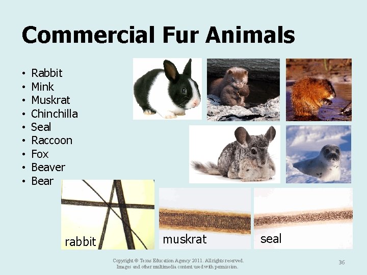 Commercial Fur Animals • • • Rabbit Mink Muskrat Chinchilla Seal Raccoon Fox Beaver