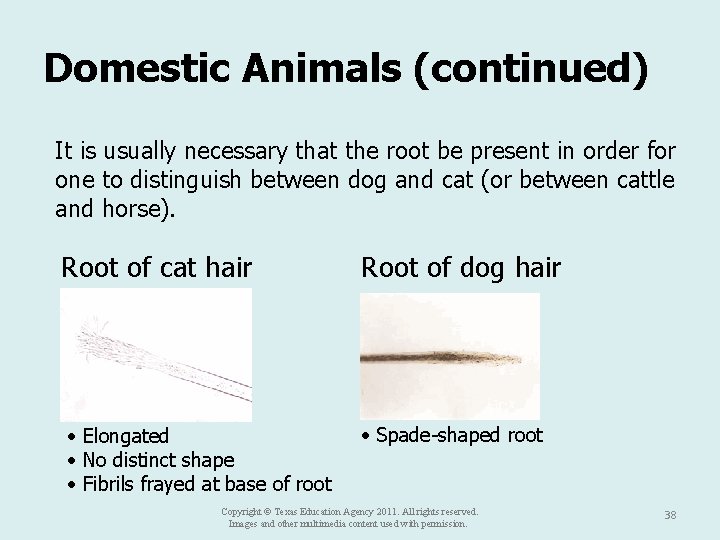 Domestic Animals (continued) It is usually necessary that the root be present in order