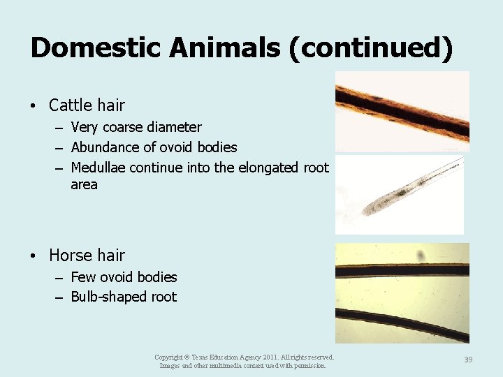 Domestic Animals (continued) • Cattle hair – Very coarse diameter – Abundance of ovoid