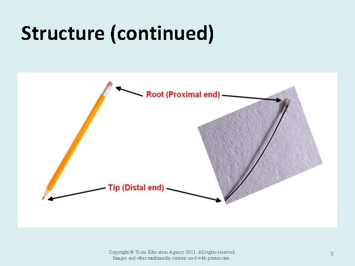 Structure (continued) Copyright © Texas Education Agency 2011. All rights reserved. Images and other