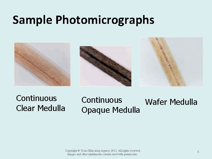 Sample Photomicrographs Continuous Clear Medulla Continuous Wafer Medulla Opaque Medulla Copyright © Texas Education