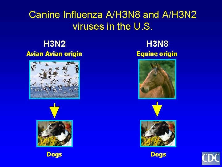 Canine Influenza A/H 3 N 8 and A/H 3 N 2 viruses in the