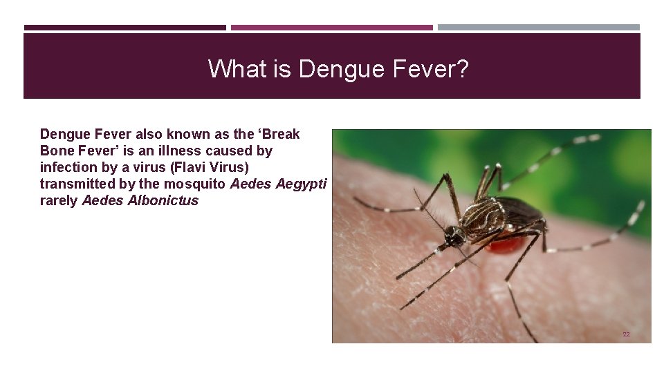 What is Dengue Fever? Dengue Fever also known as the ‘Break Bone Fever’ is