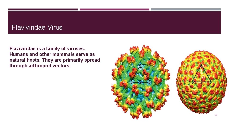 Flaviviridae Virus Flaviviridae is a family of viruses. Humans and other mammals serve as