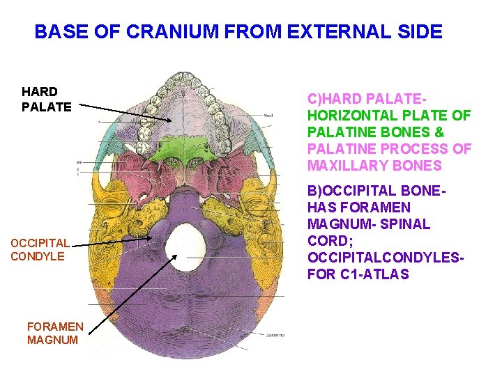 BASE OF CRANIUM FROM EXTERNAL SIDE HARD PALATE OCCIPITAL CONDYLE FORAMEN MAGNUM C)HARD PALATEHORIZONTAL