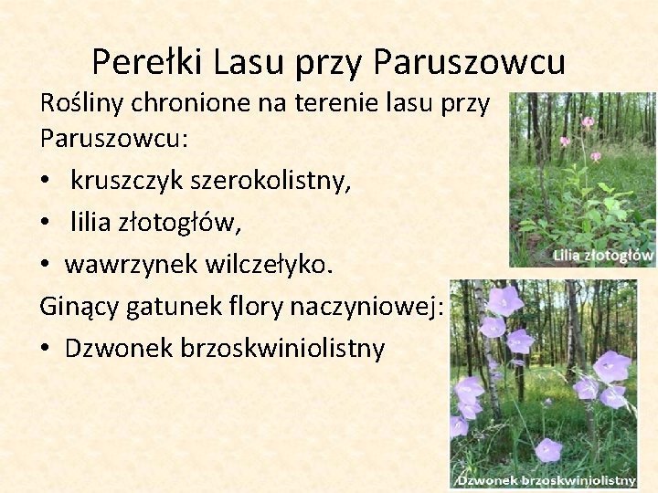 Perełki Lasu przy Paruszowcu Rośliny chronione na terenie lasu przy Paruszowcu: • kruszczyk szerokolistny,