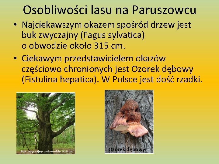 Osobliwości lasu na Paruszowcu • Najciekawszym okazem spośród drzew jest buk zwyczajny (Fagus sylvatica)