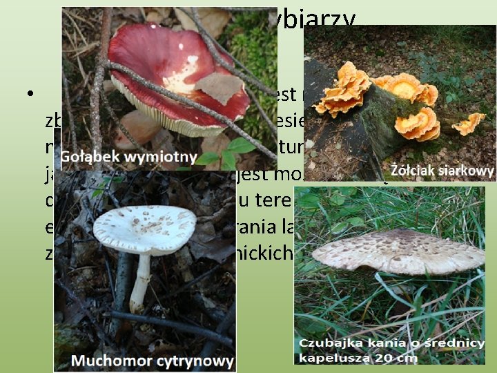 Raj dla grzybiarzy • Las przy Paruszowcu jest rajem dla zbieraczy grzybów. W okresie