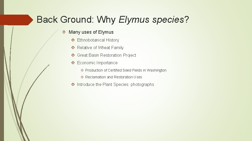 Back Ground: Why Elymus species? Many uses of Elymus Ethnobotanical History Relative of Wheat