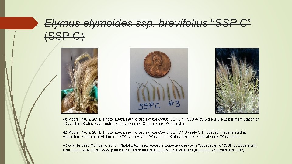 Elymus elymoides ssp. brevifolius “SSP C” (SSP C) (a) Moore, Paula. 2014. [Photo] Elymus