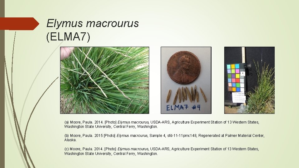 Elymus macrourus (ELMA 7) (a) Moore, Paula. 2014. [Photo] Elymus macrourus, USDA-ARS, Agriculture Experiment