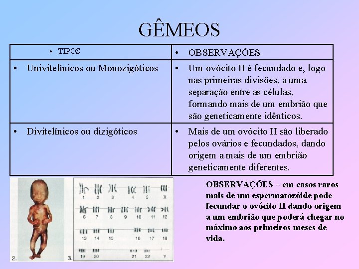 GÊMEOS • TIPOS • OBSERVAÇÕES • Univitelínicos ou Monozigóticos • Um ovócito II é