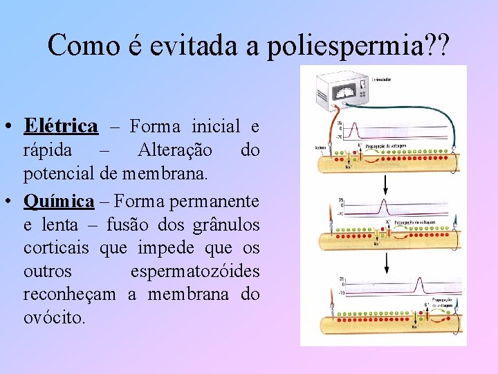 Como é evitada a poliespermia? ? • Elétrica – Forma inicial e rápida –
