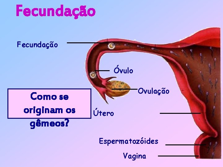 Fecundação Óvulo Como se originam os gêmeos? Ovulação Útero Espermatozóides Vagina 