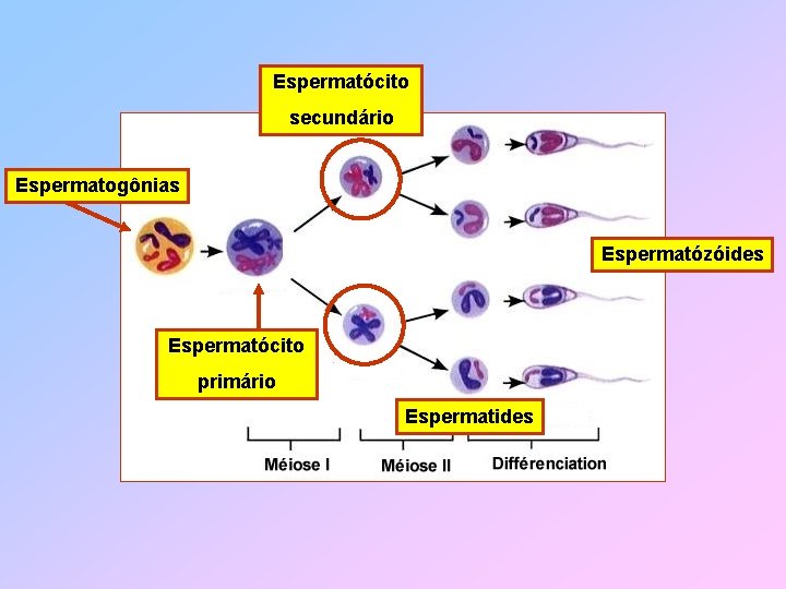 Espermatócito secundário Espermatogônias Espermatózóides Espermatócito primário Espermatides 