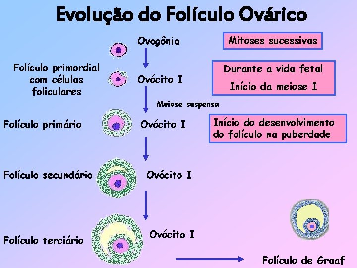 Evolução do Folículo Ovárico Mitoses sucessivas Ovogônia Folículo primordial com células foliculares Durante a