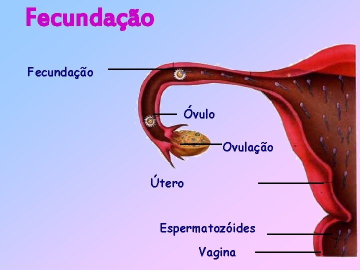 Fecundação Óvulo Ovulação Útero Espermatozóides Vagina 