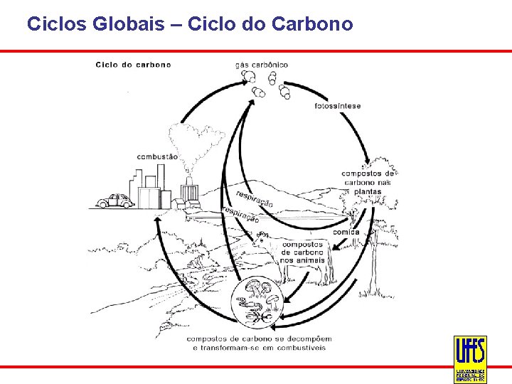 Ciclos Globais – Ciclo do Carbono Ciclo do carbono 