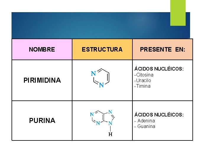 NOMBRE PIRIMIDINA PURINA ESTRUCTURA PRESENTE EN: ÁCIDOS NUCLÉICOS: -Citosina -Uracilo -Timina ÁCIDOS NUCLÉICOS: -