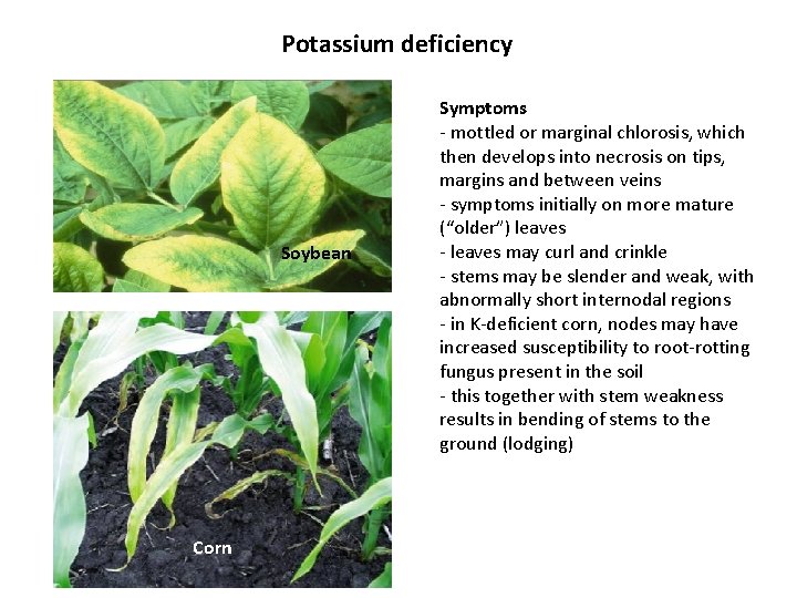 Potassium deficiency Soybean Corn Symptoms - mottled or marginal chlorosis, which then develops into